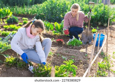 Child girl helping her mother work in vegetable garden on a sunny spring day - Powered by Shutterstock