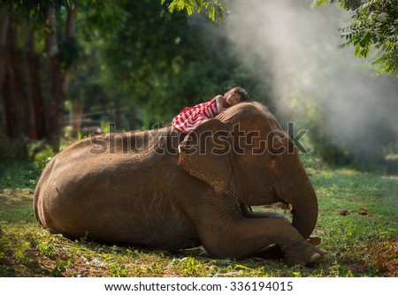 Child girl lying on a large elephant with love touch,