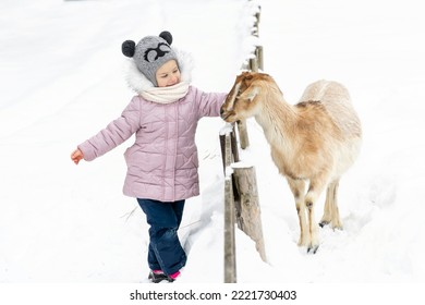 Child Girl Petting A Goat On A Farm On A Winter Day. Family Ecotourism Concept