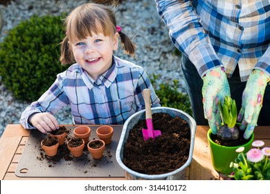 Child Girl Planting Flower Bulbs. Gardening, Planting Concept - Mother And Daughter Planting Tulip And Hyacinth  Bulbs Into Small Pots