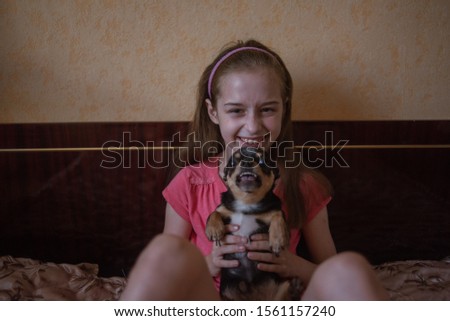 Child girl plays with little dog black hairy chihuahua doggy. Girl in pink t-shirt and chihuahua at home. Short-haired chihuahua pet in the arms of his mistress in the house. Black-brown-white dog