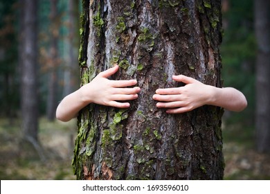 Child Girl Stand Behind And Give Hug To Tree In Forest