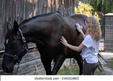 Child Grooming Horse With Brush, Girl Cleaning And Taking Care Of Horse