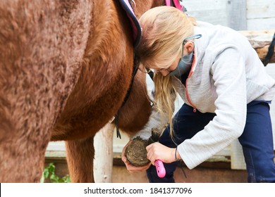 Child Grooming Horse With Brush, Girl Cleaning And Taking Care Of Horse. Cleaning Horse Hooves
