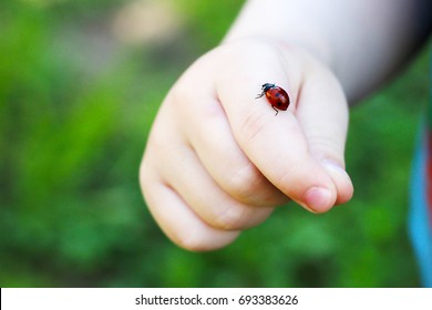 Child Hand Finger With Lady Bug Crawling On It.