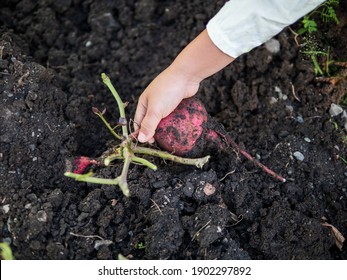 Child Hand Harvesting Sweet Potato From Plant Isolated With Black Soil Background. Kid Do Gardening Outdoor At Home In Happy Family Activity Fun Time. Learning Nature Concept