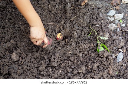 Child Hand Harvesting Sweet Potato From Plant Isolated With Black Soil Background. Kid Do Gardening Outdoor At Home In Happy Family Activity Fun Time. Learning Nature Concept