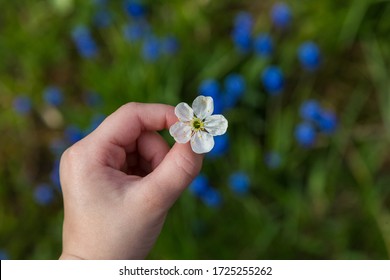 Child Hand Holding Apple Blossoms Green Grass Around