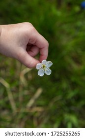 Child Hand Holding Apple Blossoms Green Grass Around