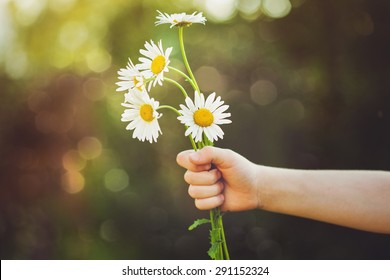 Child Hand Holding A Flower Daisy, Toned Photo. Focus For Flowers. Background Toning For Instagram Filter.