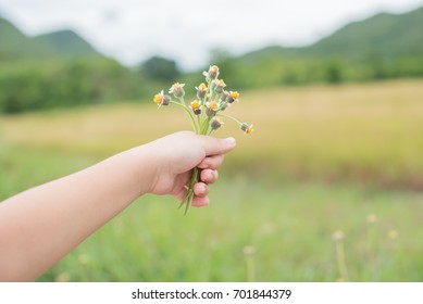 Child Hand Holding A Flower, Toned Photo. Focus For Flowers