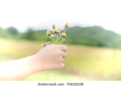 Child Hand Holding A Flower, Toned Photo. Focus For Flowers.