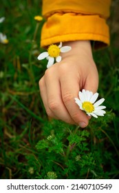 Child Hand Picking Chamomile. Spring Time. First Spring Flowers . Child Hand With Flower. High Quality Photo