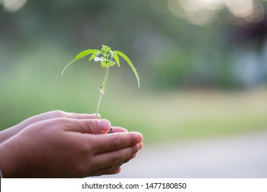 Child hands holding and caring a young green plant, Hand protects seedlings that are growing, planting tree, reduce global warming,  growing a tree, love nature, World Environment Day - Shutterstock ID 1477180850