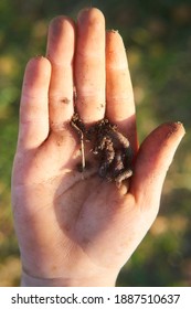 Child Hands Holding Earthworm In Garden