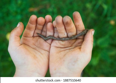 Child Hands Holding Earthworm In Garden