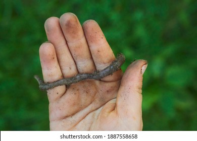 Child Hands Holding Earthworm In Garden