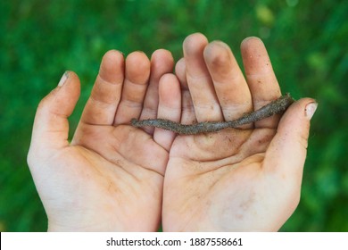 Child Hands Holding Earthworm In Garden