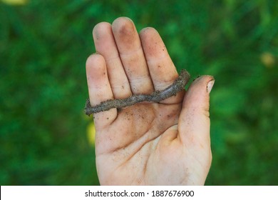 Child Hands Holding Earthworm In Garden