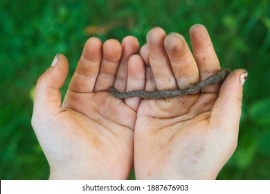 Child Hands Holding Earthworm In Garden