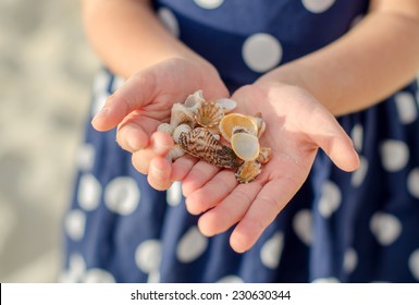 Child Hands Holding Sea Shells.