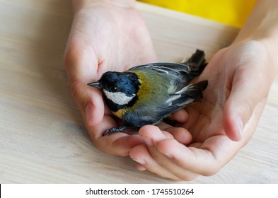 Child hands with injured titmouse bird close up. Saving wild bird. Injured or sick bird in hand