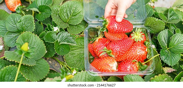 Child Hands Picking Strawberries, Shot From Above. Close Up Kid Hands Picks Strawberries In Plastic Box. Banner. Selective Focus.