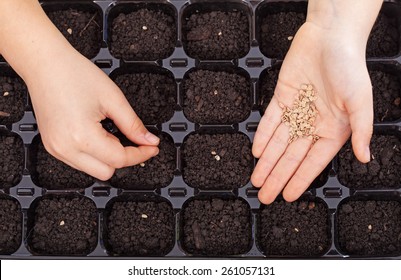 Child Hands Spreading Seeds Into Germination Tray - Spring Sowing Closeup