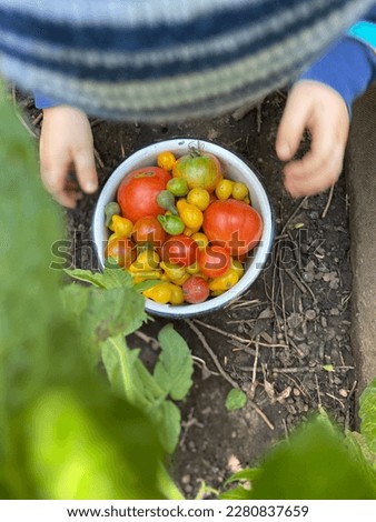 Similar – Image, Stock Photo Children and senior woman putting apples inside of wicker baskets