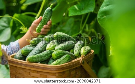 The child is harvesting cucumbers. Selective focus. Food.