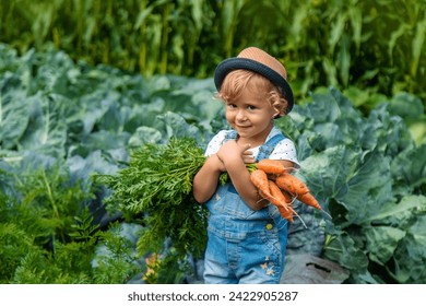 A child harvests carrots and beets in the garden. Selective focus. Nature. - Powered by Shutterstock