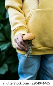 Child Hold A Wild Leccinum Mushroom In Hand. Autumn Harvesting. Selective Focus. Shallow Depth Of Field.