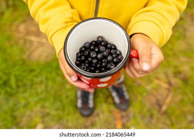 Child Holding Cup With Freshly Gathered Wild Blueberries White In Norway