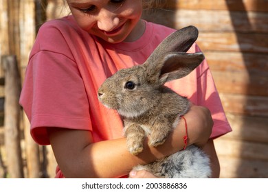 A Child Holding A Cute Gray Rabbit Looking At Camera In A Petting Zoo Or A Farm. Feeding Domestic Animals. Breeding, Love And Caring For Pets. Easter Bunny In Kindergarten For Pets.