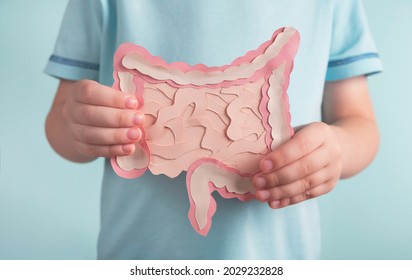 Child holding decorative model intestine. Healthy digestion children concept, probiotics and prebiotics for microbiome intestine. Close up - Shutterstock ID 2029232828