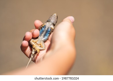 A child is holding an Eastern Fence Lizard (Sceloporus undulatus)
