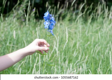 A Child Is Holding A Flower In His Hand 