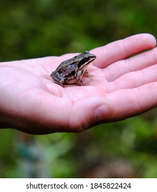 Child Holding Frog On His Hand Stock Photo 1845822424 | Shutterstock