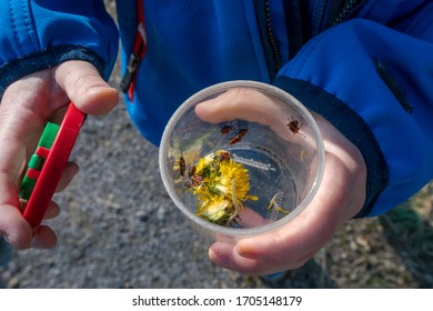 Child Holding A Mug Magnifying Glass With Fire Bugs And Flowers Inside 