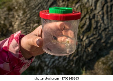 Child Holding A Mug Magnifying Glass With Fire Bugs Ans Flowers Inside 