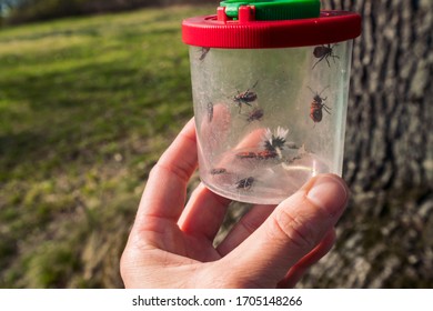 Child Holding A Mug Magnifying Glass With Fire Bugs Ans Flowers Inside 