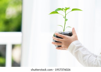 Child Holding A Plant Pot. Environment Concept. Sustainable Development Goals. SDGs.