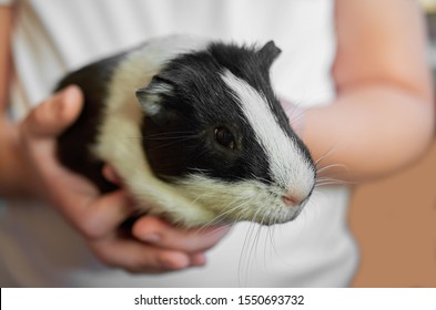 Guinea Pig Nature Stock Photos Images Photography Shutterstock