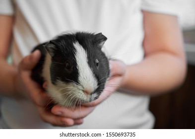 Guinea Pig Nature Stock Photos Images Photography Shutterstock