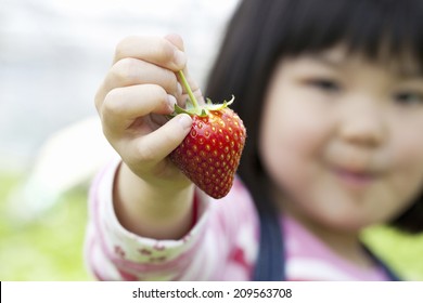 The Child Holding A Strawberry With His Hand - Powered by Shutterstock