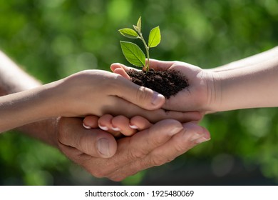 Child Holding Young Green Plant In Hands. Earth Day Spring Holiday Concept. 