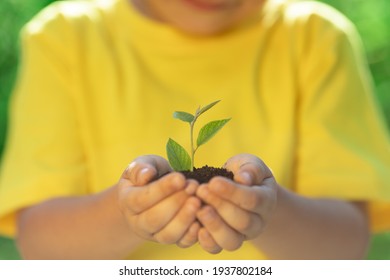 Child holding young green plant in hands. Earth day spring holiday concept. 