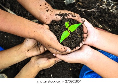 Child Holding Young Plant In Hands . Ecology Concept