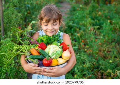 A child holds a harvest of vegetables in his hands. Selective focus. nature. - Powered by Shutterstock