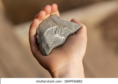 child holds in his hand the imprint of ammonite